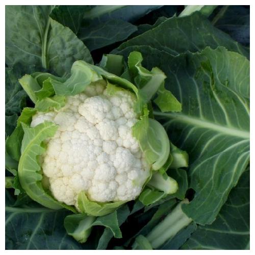 STANDARD - Belcourt Cauliflower Seeds Standard - 2500 seeds