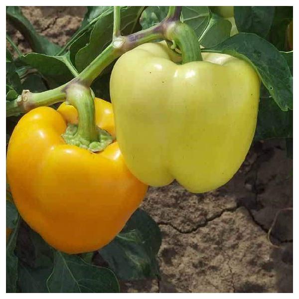 Bobita Pepper Seeds Blocky Yellow