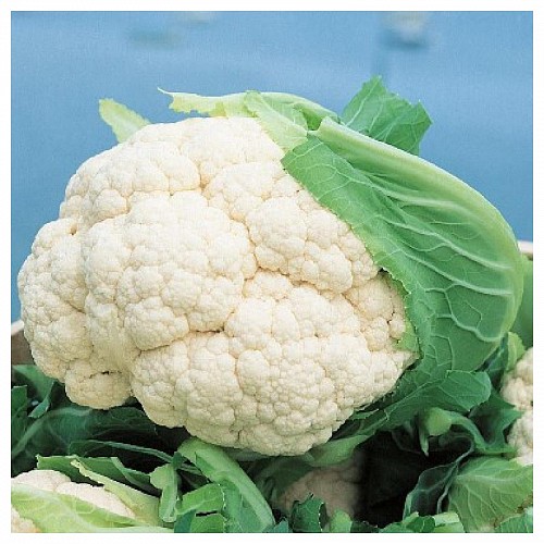 STANDARD - Cabral Cauliflower Seeds Standard - 2500 seeds