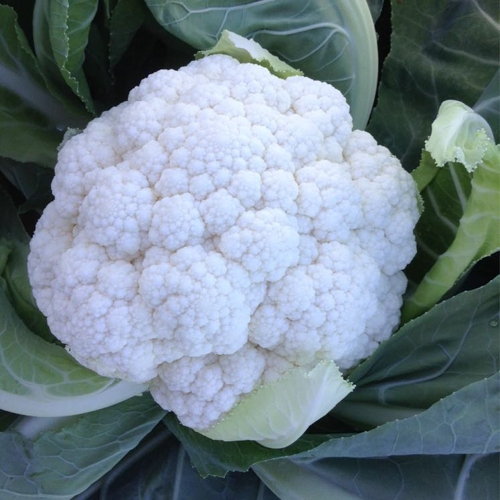 STANDARD - Claforsa Cauliflower Seeds Standard - 2500 seeds