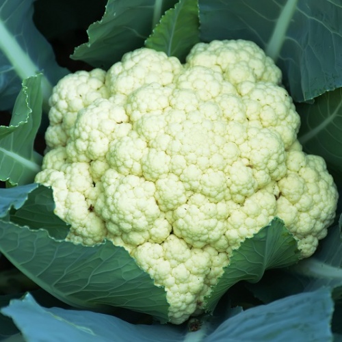 STANDARD - Clipper F1 Cauliflower Seeds Standard - 2500 seeds