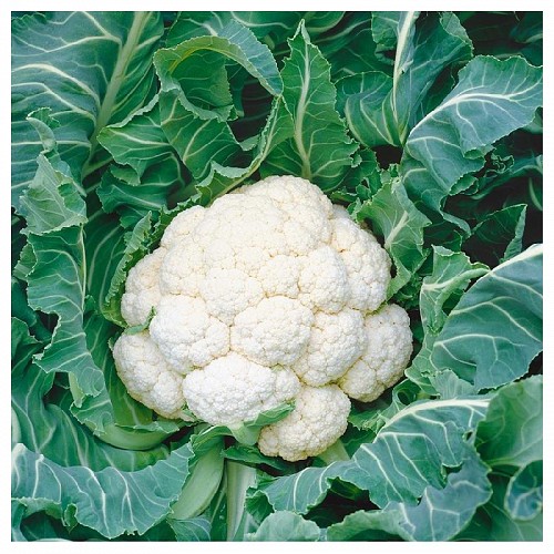 STANDARD - Durok Cauliflower Seeds Standard - 2500 seeds