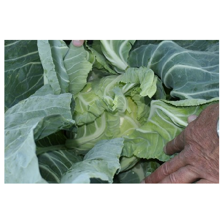 STANDARD - Faraday Cauliflower Seeds Standard - 2500 seeds