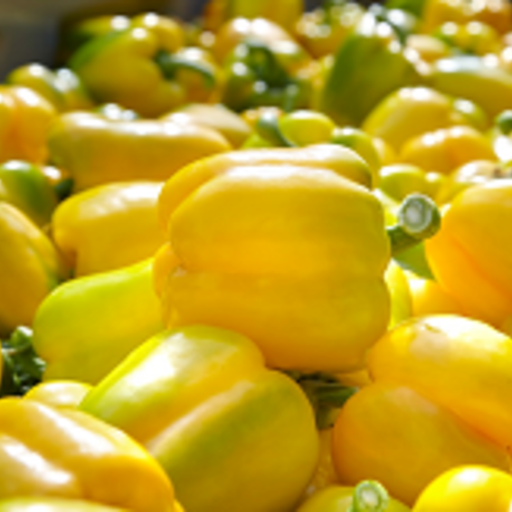 Κaamos F1 Syngenta Pepper Seeds Blocky Yellow