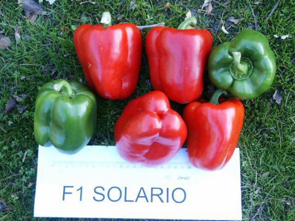 Solario Pepper Seeds Blocky Green Red