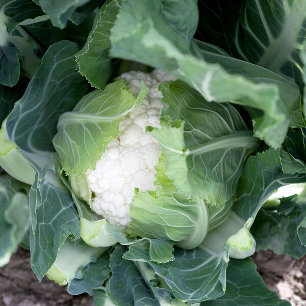 Stabilis Cauliflower Seeds Standard
