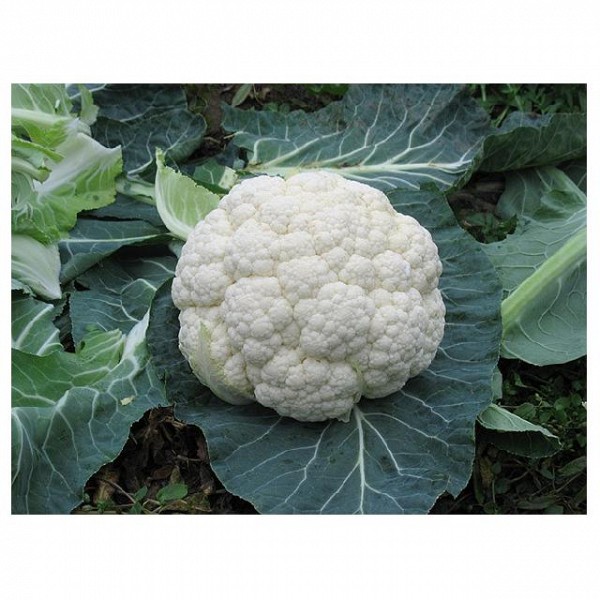 Telergy Cauliflower Seeds Standard