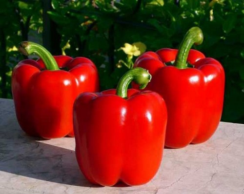 GREEN-RED - Tyson Pepper Seeds 500 seeds - 500 seeds