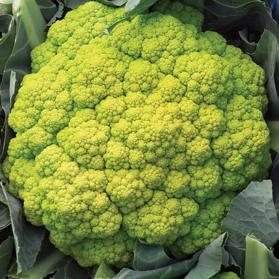 Vitaverde Cauliflower Seeds 2500 seeds