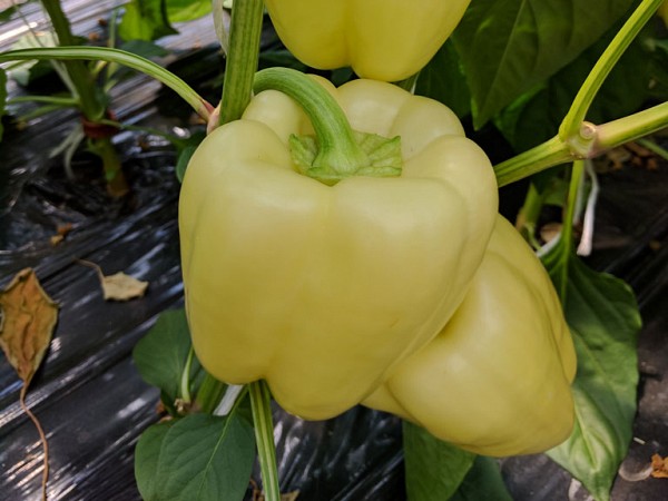 Bernita Pepper Seeds Blocky Creamy