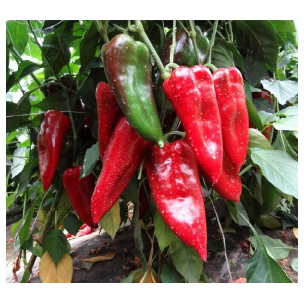 Campari Pepper Seeds Kapia Sweet