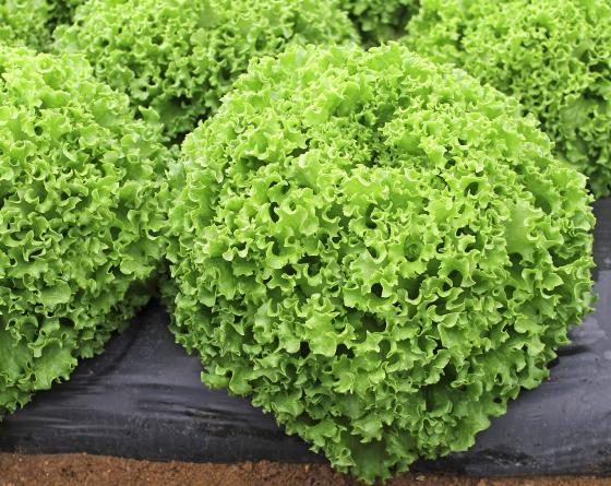 Dragone (P) Lettuce Seeds 5000 seeds