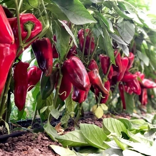 Kaprima Pepper Seeds 1000 seeds