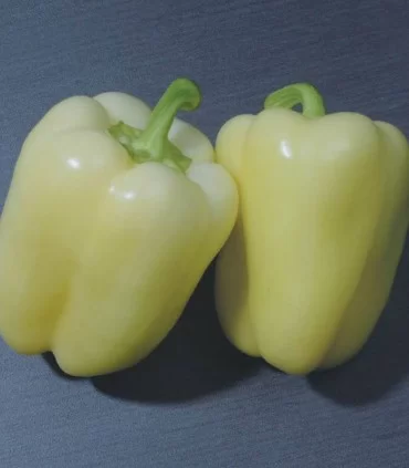 CREAMY - Luxor Pepper Seeds Blocky Creamy - 500 seeds