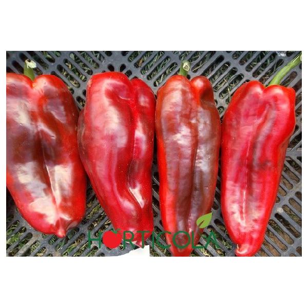 Napoca Pepper Seeds 1000 seeds