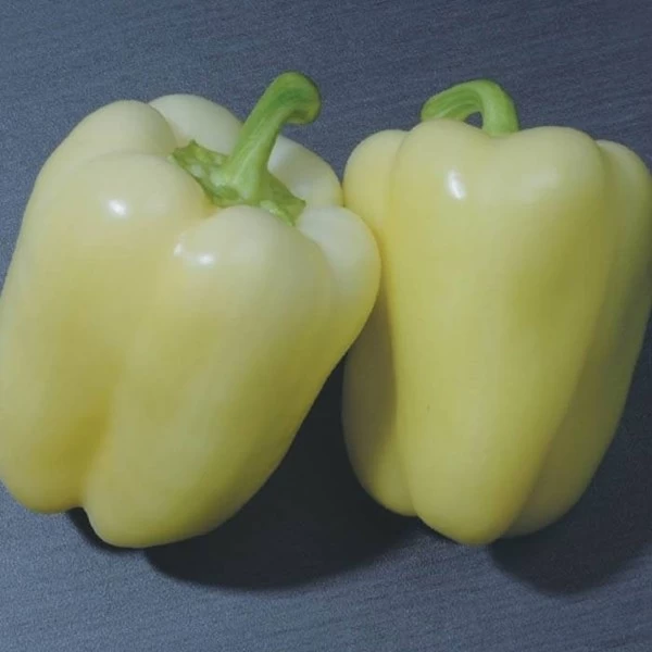 Silver Star F1 Pepper Seeds Bloky Creamy