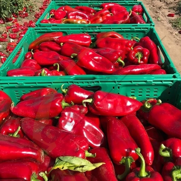Tonton Pepper Seeds Kapia Sweet