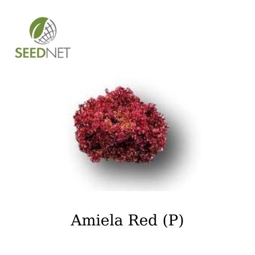 Amiela Lettuce Seeds Oak Leaf Red (P) - 5000 seeds