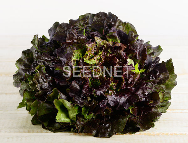 Saturday Lettuce Seeds Oak Leaf Red (P)