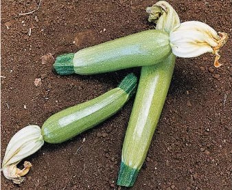 STANDARD - Carisma F1 Zucchini Seeds Standard - 500 seeds