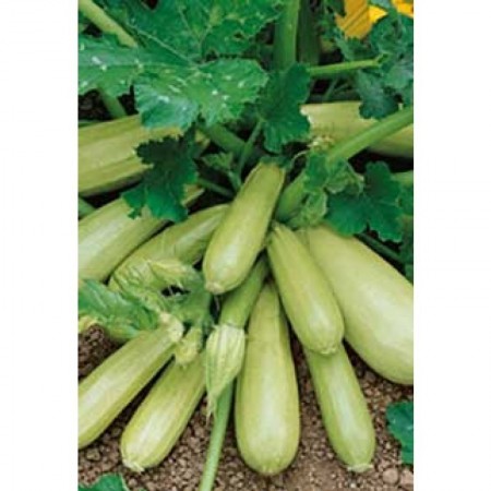 STANDARD - Cavili Zucchini Seeds Standard - 500 seeds