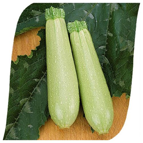 STANDARD - Eskenderany Zucchini Seeds Standard - 500 seeds