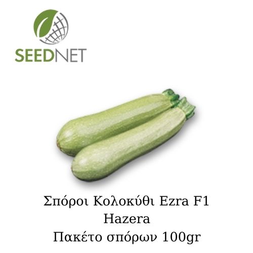 STANDARD - Ezra F1 Zucchini Seeds Standard - 500 seeds