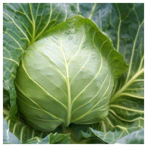 Green Flash Cabbage Seeds White
