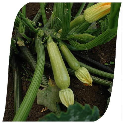 STANDARD - Scilly Zucchini Seeds Standard - 500 seeds
