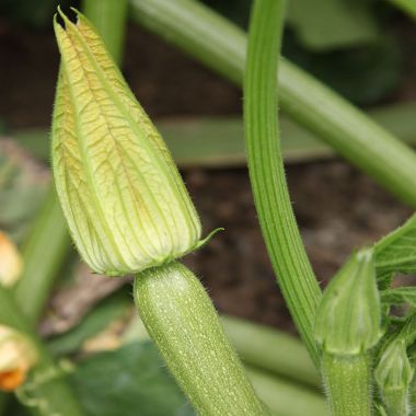 STANDARD - Tonya Zucchini Seeds Standard - 500 seeds
