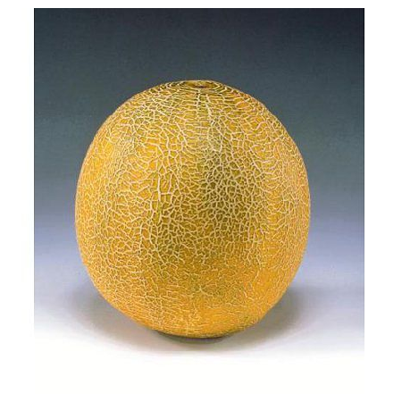 GALIA - Aikido Melon Seeds Galia - 1000 seeds