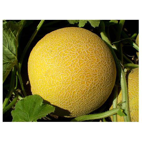 Popular Products - Citirex Melon Seeds Galia - 500 seeds