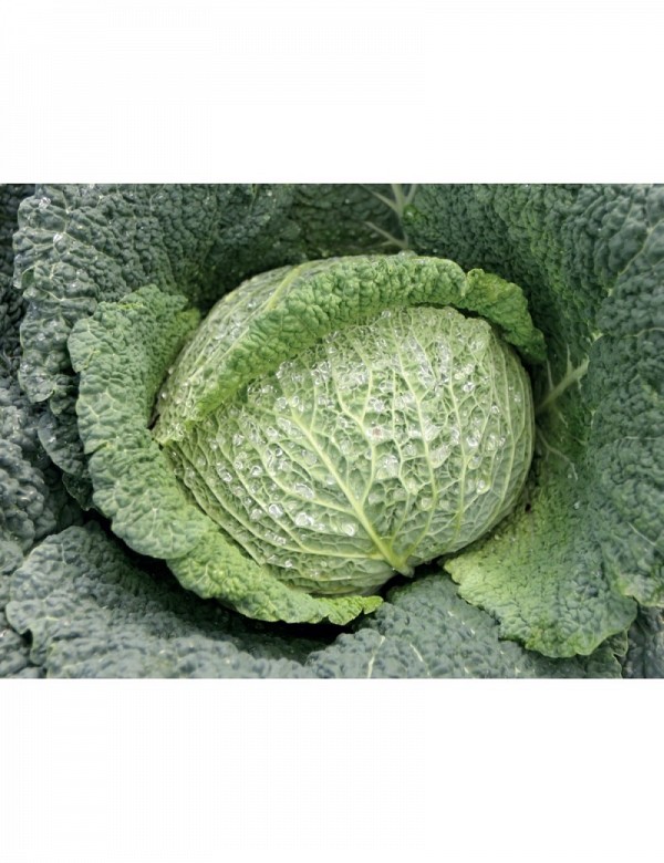 Cordesa Cabbage Seeds Savoy