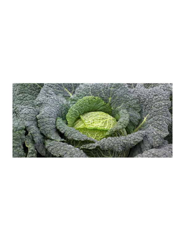 Cordoba Cabbage Seeds Savoy