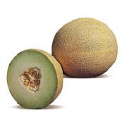 GALIA - Lavigal F1 Melon Seeds Galia - 500 seeds