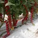 Nettarino F1 Tomato Seeds Plum
