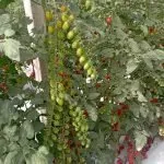 Nettarino F1 Tomato Seeds Plum