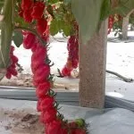Nettarino F1 Tomato Seeds Plum
