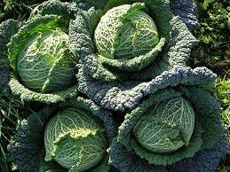 SAVOY CABBAGE - Providence Cabbage Seeds Savoy - 10000 seeds