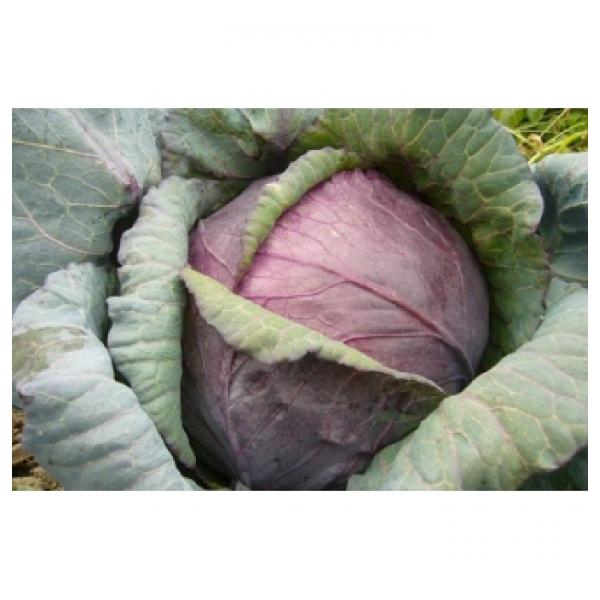 Red dynasty Cabbage Seeds Red