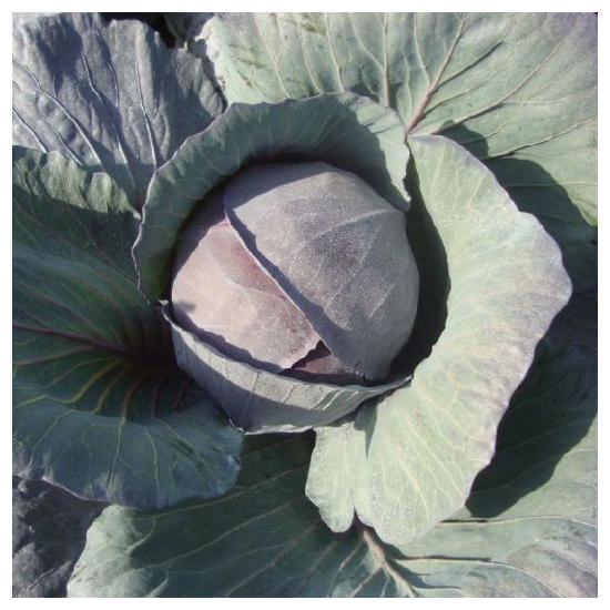 Redma Cabbage Seeds Red