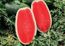 WATERMELON - Ariadne f1 Watermelon Seeds - 1000 seeds