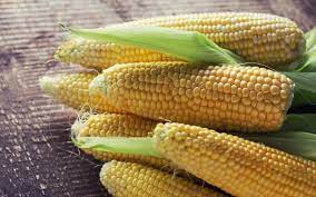SWEETCORN SEEDS - Bonanza F1 Sweetcorn Seeds - 1 Kg seeds