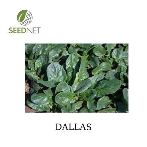 SPINACH SEEDS - Dallas Spinach Seeds - 100000 seeds