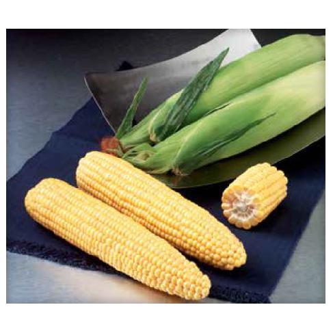 SWEETCORN SEEDS - Gss 8529 Sweetcorn Seeds - 5000 seeds