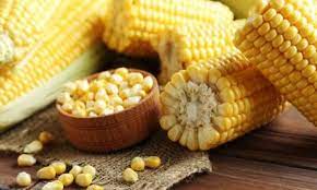 SWEETCORN SEEDS - Messenger Sweetcorn Seeds - 5000 seeds