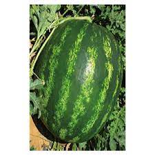 WATERMELON - Roman F1 Watermelon Seeds - 1000 seeds