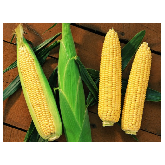 Sentinel Sweetcorn Seeds