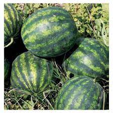 WATERMELON - Sorento f1 Watermelon Seeds - 1000 seeds
