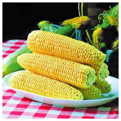 SWEETCORN SEEDS - Spirit Sweetcorn Seeds - 5000 seeds